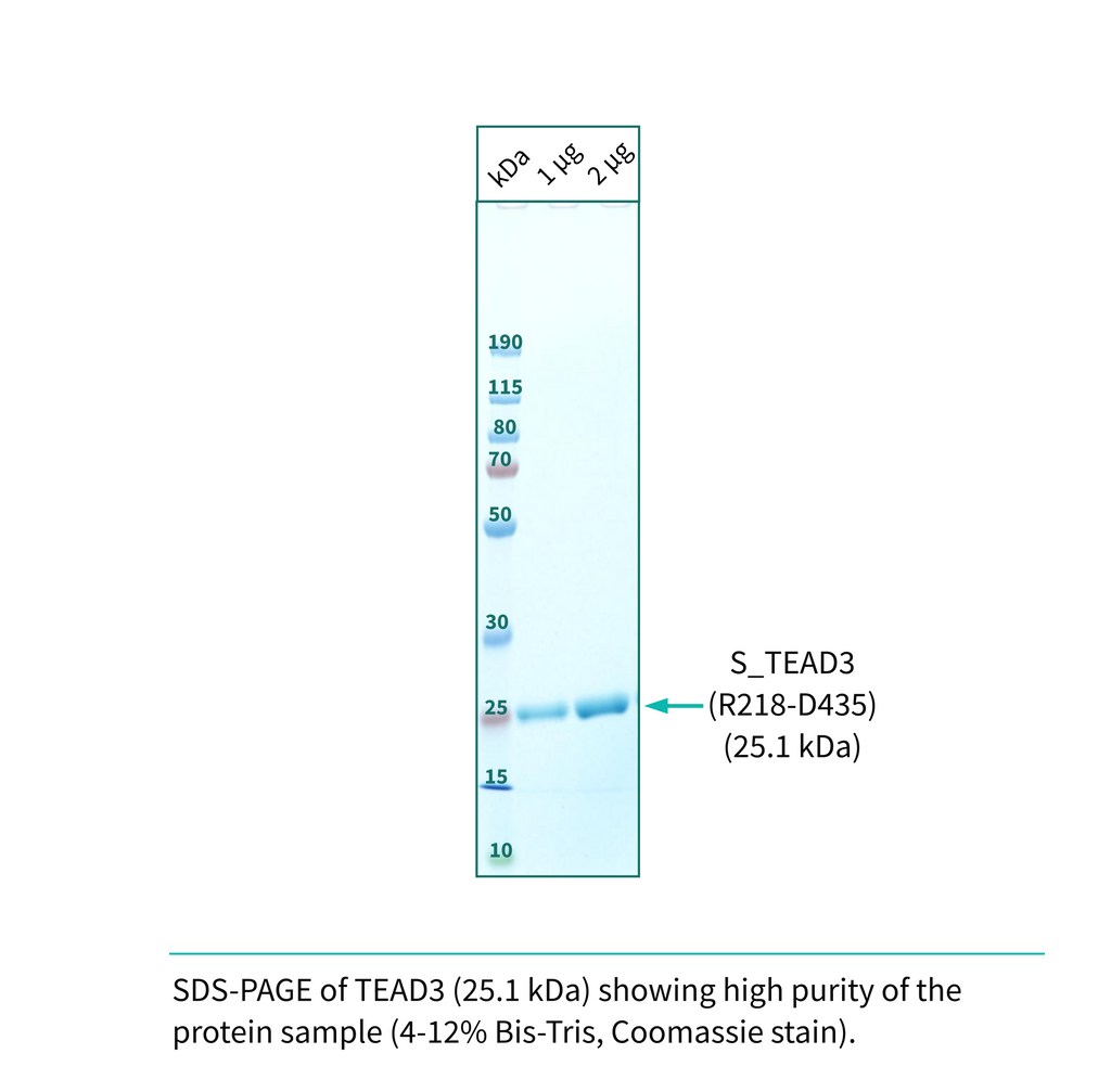 Recombinant <b>TEAD3</b> (R218-D435) YAP-binding domain, Transcriptional Enhanced Associate Domain 3, Transcriptional enhancer factor TEF-5