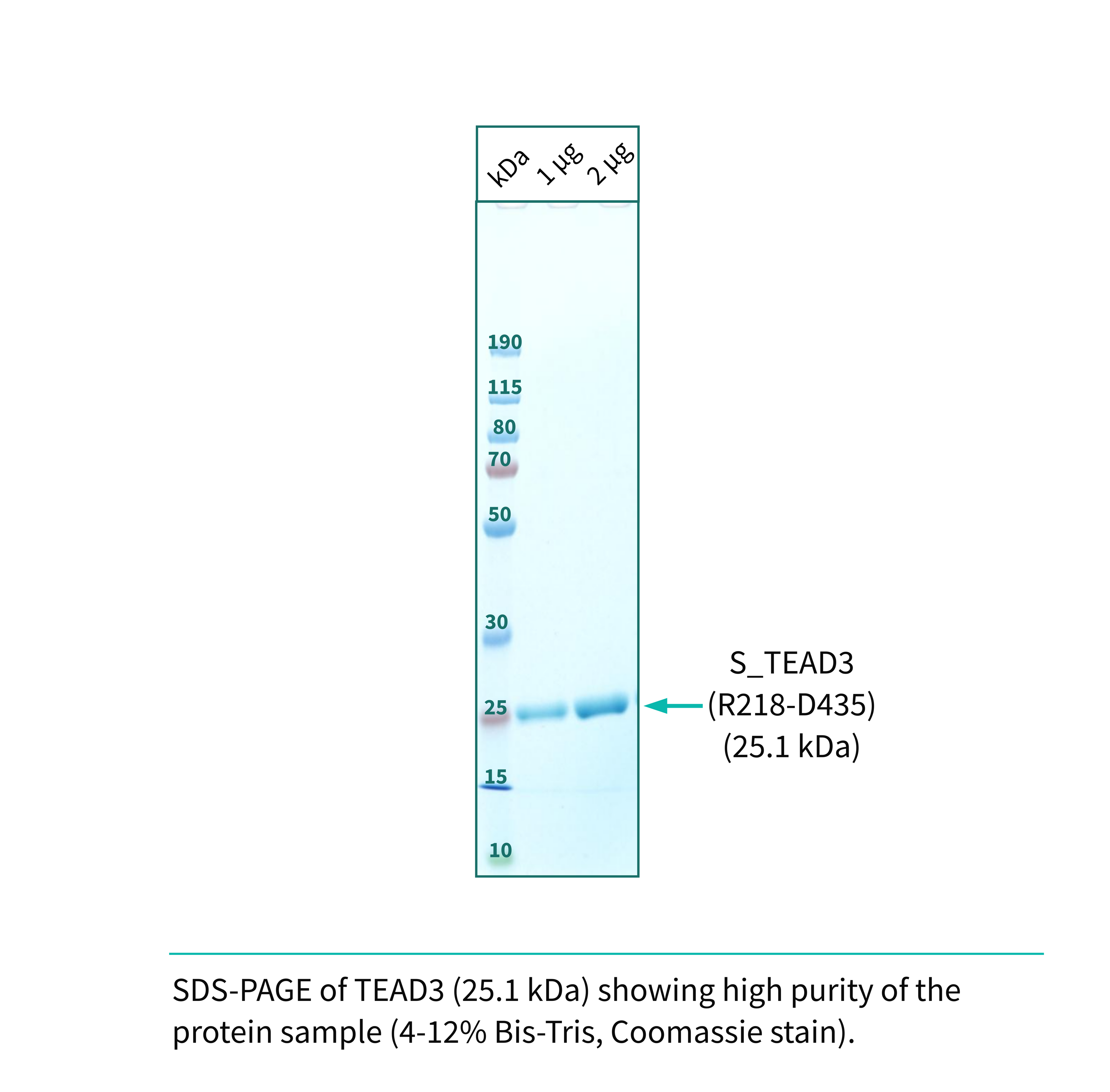 Recombinant <b>TEAD3</b> (R218-D435) YAP-binding domain, Transcriptional Enhanced Associate Domain 3, Transcriptional enhancer factor TEF-5