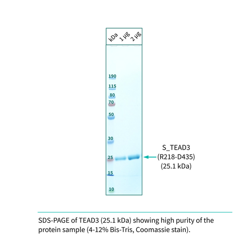 Recombinant <b>TEAD3</b> (R218-D435) YAP-binding domain, Transcriptional Enhanced Associate Domain 3, Transcriptional enhancer factor TEF-5