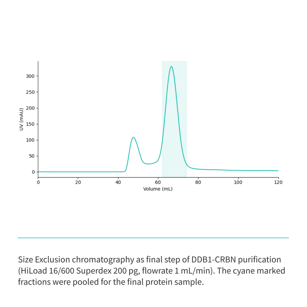 Recombinant <b>His-tagged DDB1(M1-H1140)/CRBN(M1-L442) Complex</b> Cereblon, E3 Ligase
