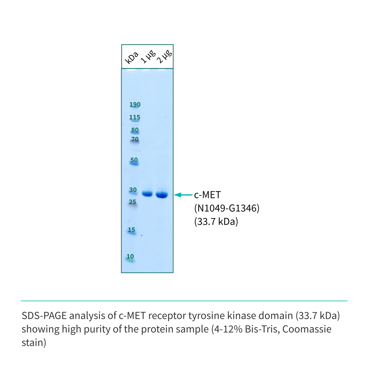 Recombinant <b>c-MET</b> (N1049-G1346), receptor tyrosine kinase domain, cellular-mesenchymal epithelial transition factor