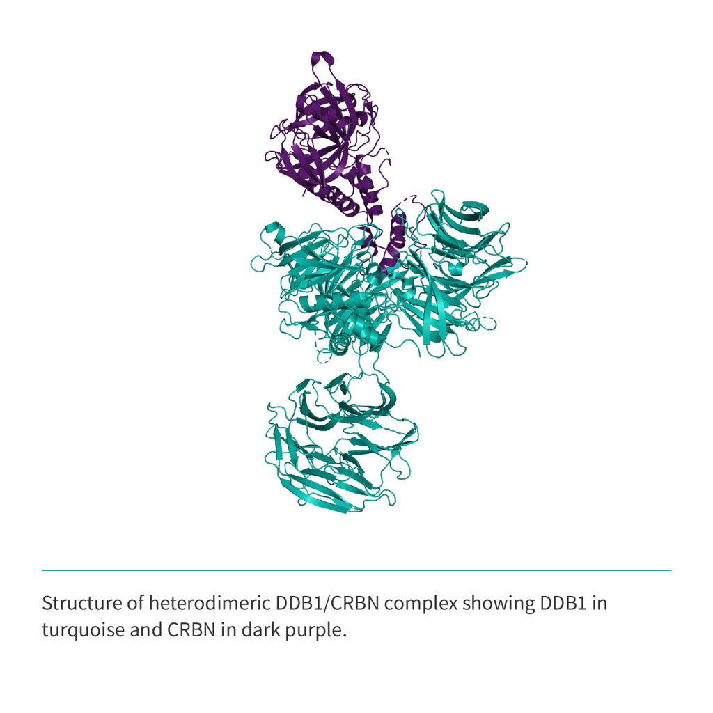 Recombinant <b>His-tagged DDB1(M1-H1140)/CRBN(M1-L442) Complex</b> Cereblon, E3 Ligase