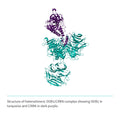 Recombinant <b>His-tagged DDB1(M1-H1140)/CRBN(M1-L442) Complex</b> Cereblon, E3 Ligase