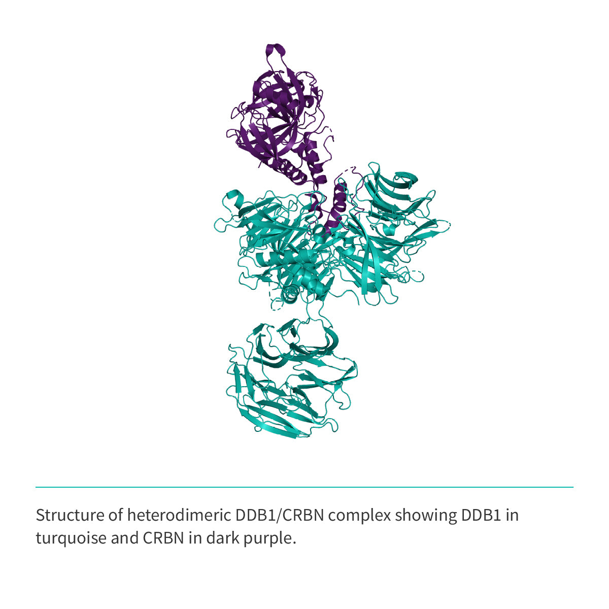 Recombinant <b>His-tagged DDB1(M1-H1140)/CRBN(M1-L442) Complex</b> Cereblon, E3 Ligase