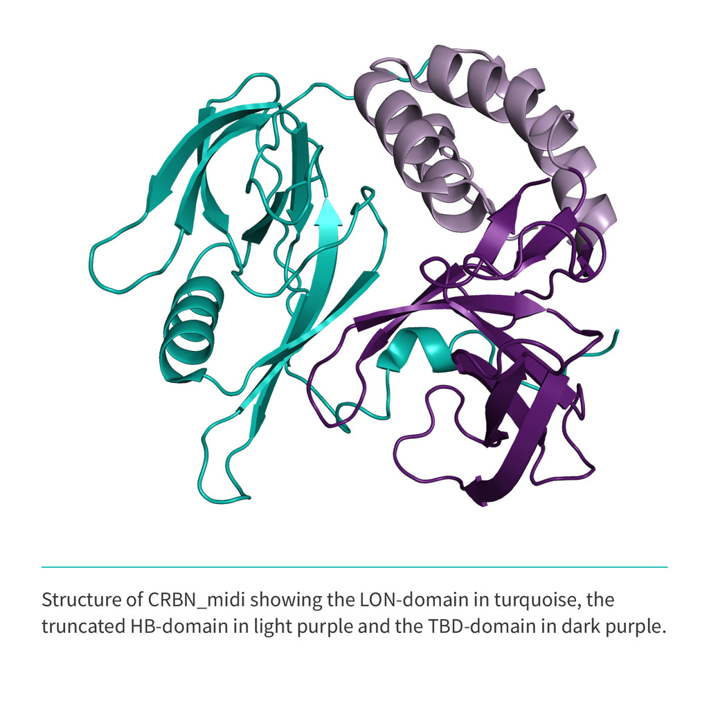 Recombinant <b>CRBNmidi</b> (S41-E187_GSG_D249-I426), Cereblon, E3 Ligase