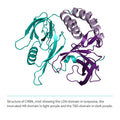 Recombinant <b>CRBNmidi</b> (S41-E187_GSG_D249-I426), Cereblon, E3 Ligase
