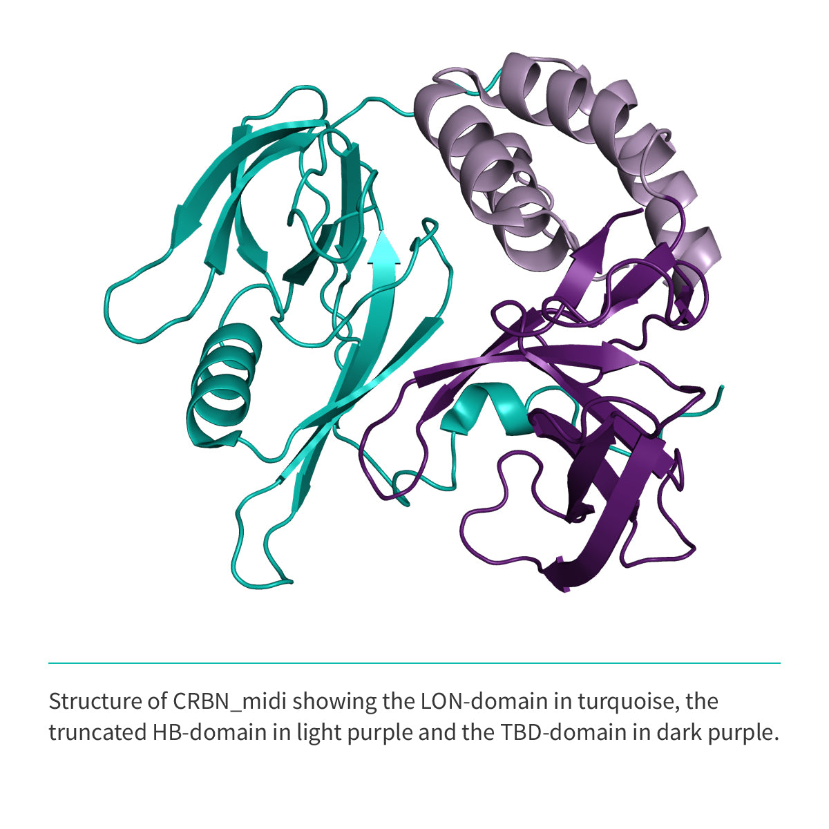 Recombinant <b>CRBNmidi</b> (S41-E187_GSG_D249-I426), Cereblon, E3 Ligase