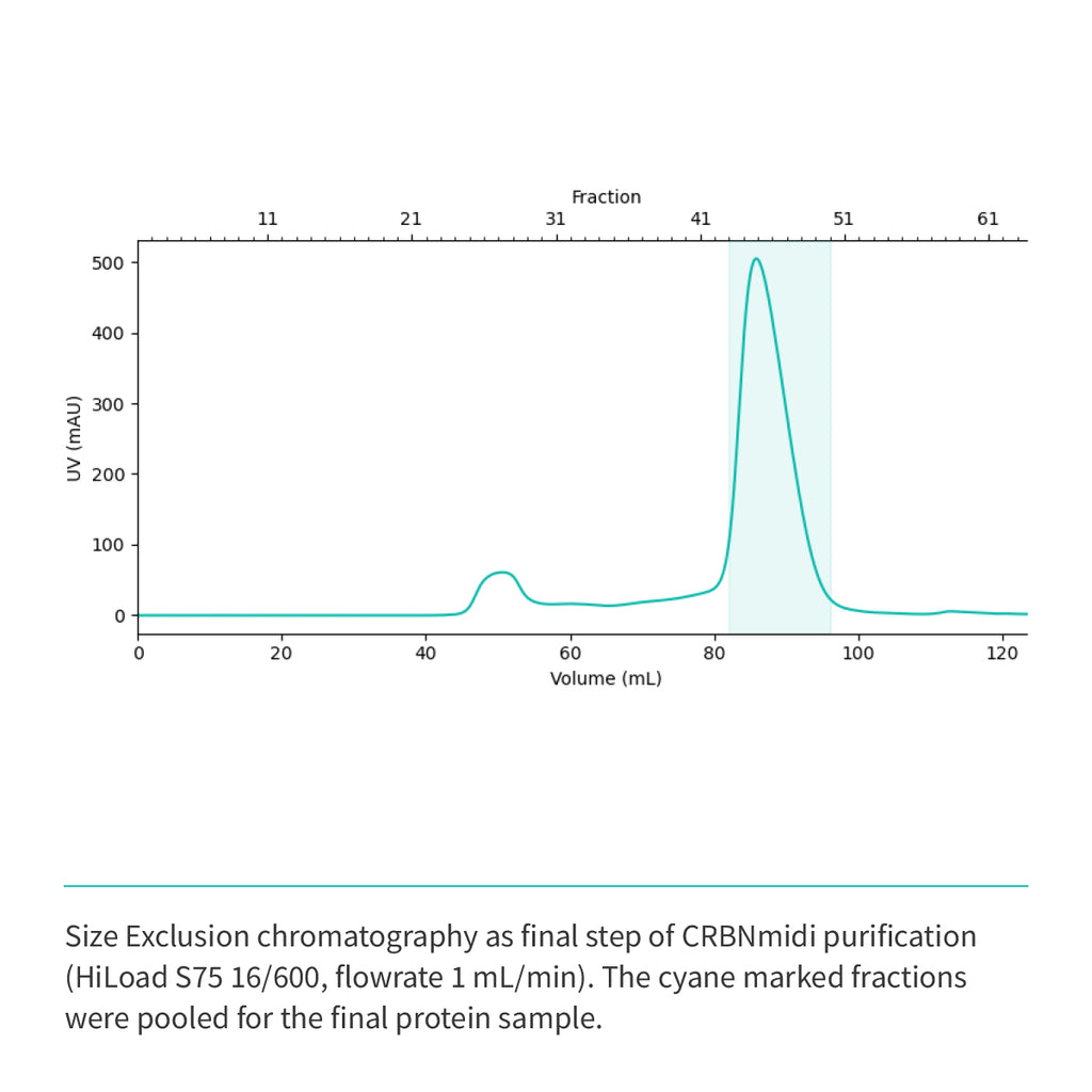 Recombinant <b>CRBNmidi</b> (S41-E187_GSG_D249-I426), Cereblon, E3 Ligase
