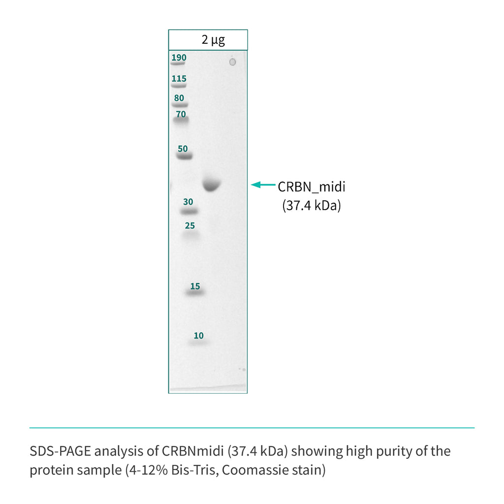 Recombinant <b>CRBNmidi</b> (S41-E187_GSG_D249-I426), Cereblon, E3 Ligase