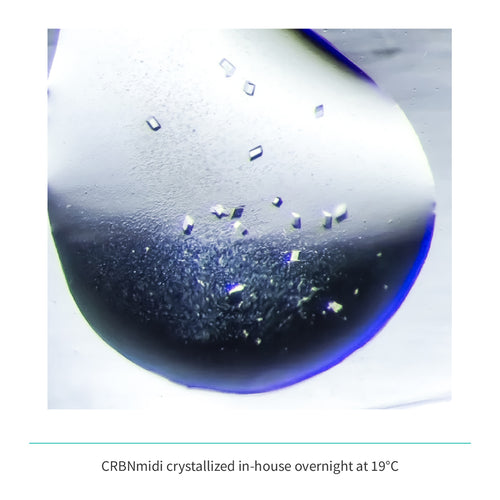 Recombinant CRBNmidi (S41-E187_GSG_D249-I426) Cereblon E3 Ligase