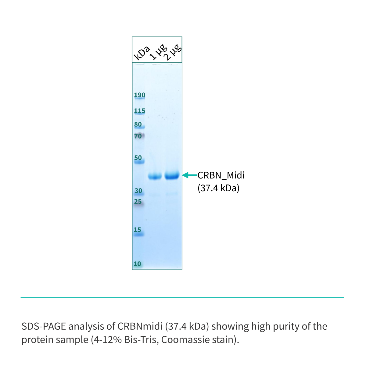 Recombinant <b>CRBNmidi</b> (S_A41-E187_GSG_D249-I426), Cereblon, E3 Ligase