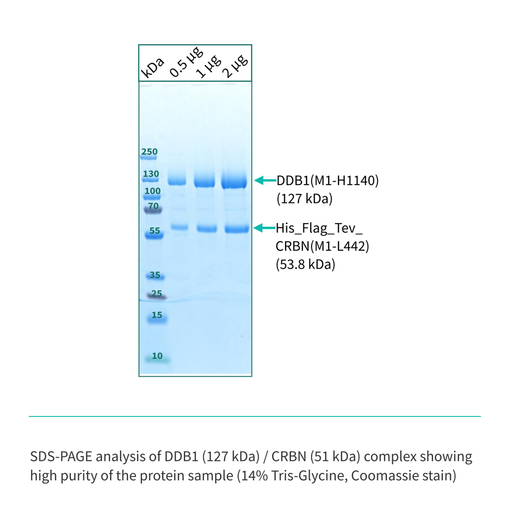 Recombinant <b>His-tagged DDB1(M1-H1140)/CRBN(M1-L442) Complex</b> Cereblon, E3 Ligase
