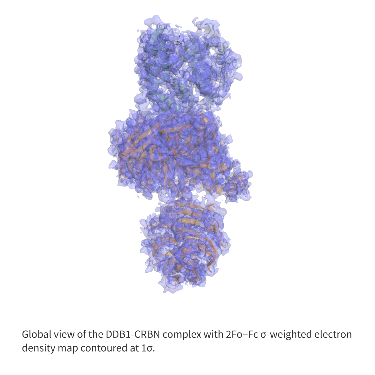 Recombinant <b>His-tagged DDB1(M1-H1140)/CRBN(M1-L442) Complex</b> Cereblon, E3 Ligase