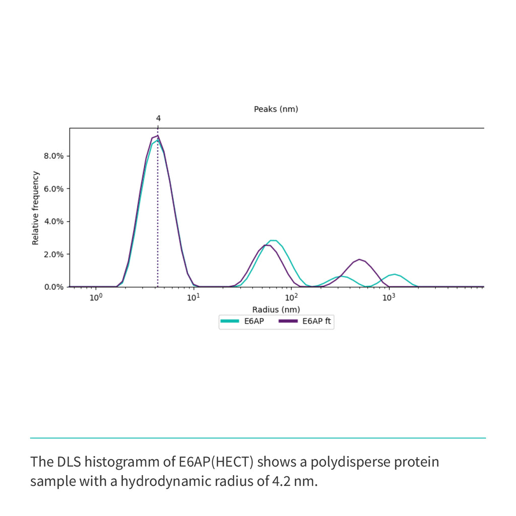 Recombinant <b>E6AP</b>(Q495-L852), HECT domain, E3 Ligase, E6-associated protein, UBE3A