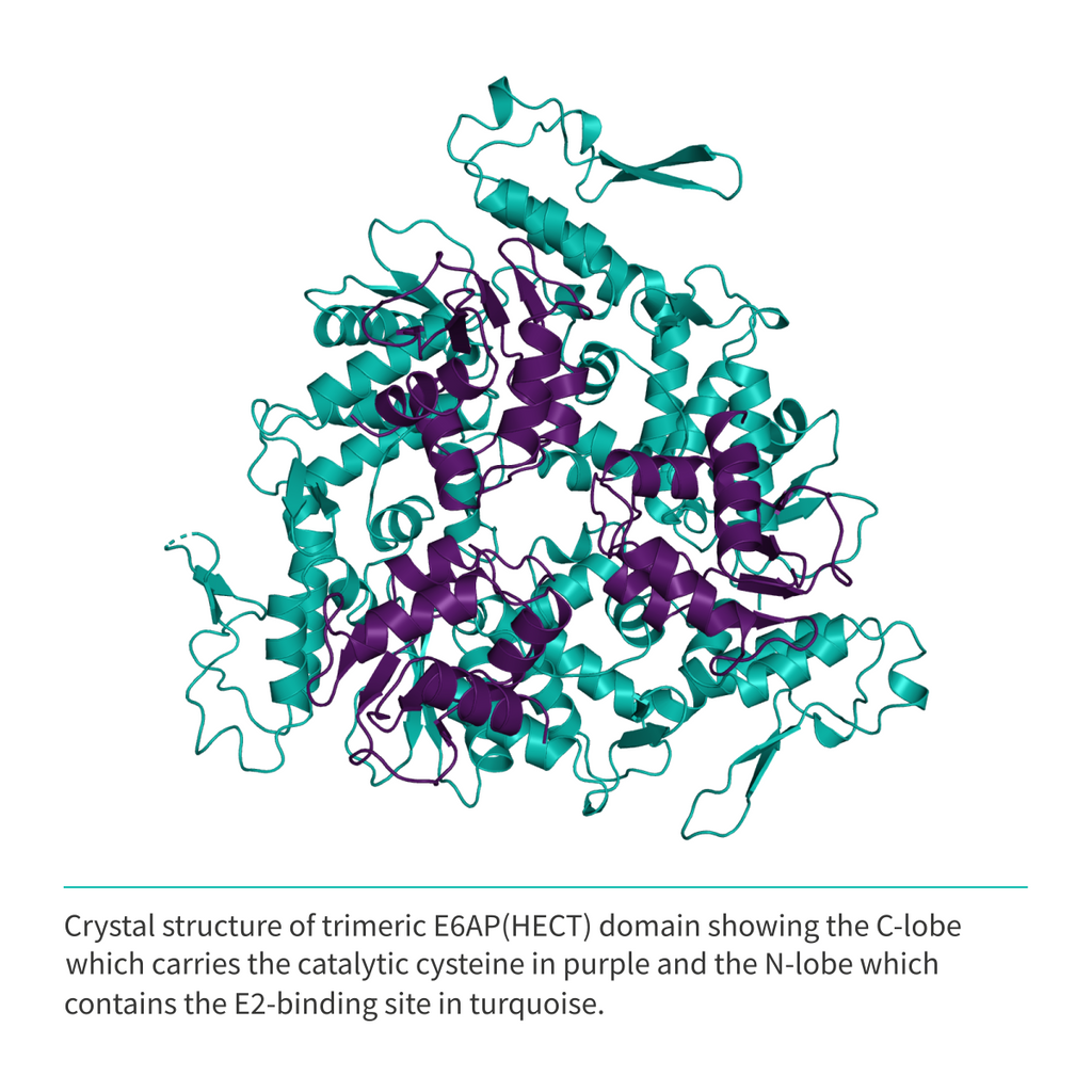 Recombinant <b>E6AP</b>(Q495-L852), HECT domain, E3 Ligase, E6-associated protein, UBE3A