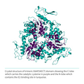 Recombinant <b>E6AP</b>(Q495-L852), HECT domain, E3 Ligase, E6-associated protein, UBE3A