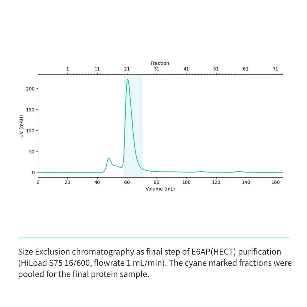 Recombinant <b>E6AP</b>(Q495-L852), HECT domain, E3 Ligase, E6-associated protein, UBE3A