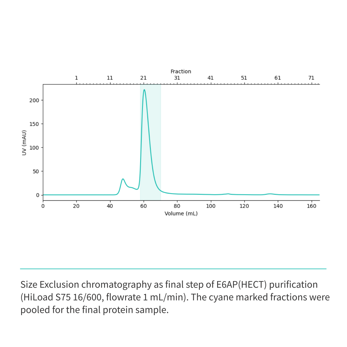 Recombinant <b>E6AP</b>(Q495-L852), HECT domain, E3 Ligase, E6-associated protein, UBE3A