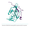 Recombinant <b>NS2B-NS3</b> (A1394-L1440)GGGGSGGGG(A1476-K1660), NS3 Protease domain S7 & NS2B Cofactor
