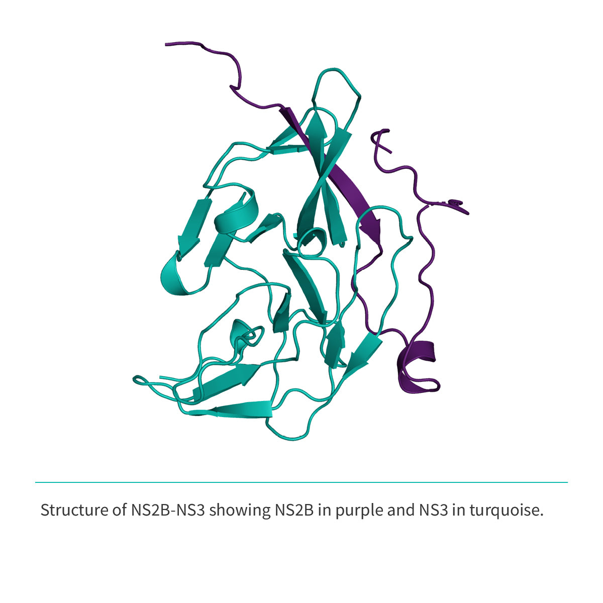 Recombinant <b>NS2B-NS3</b> (A1394-L1440)GGGGSGGGG(A1476-K1660), NS3 Protease domain S7 & NS2B Cofactor