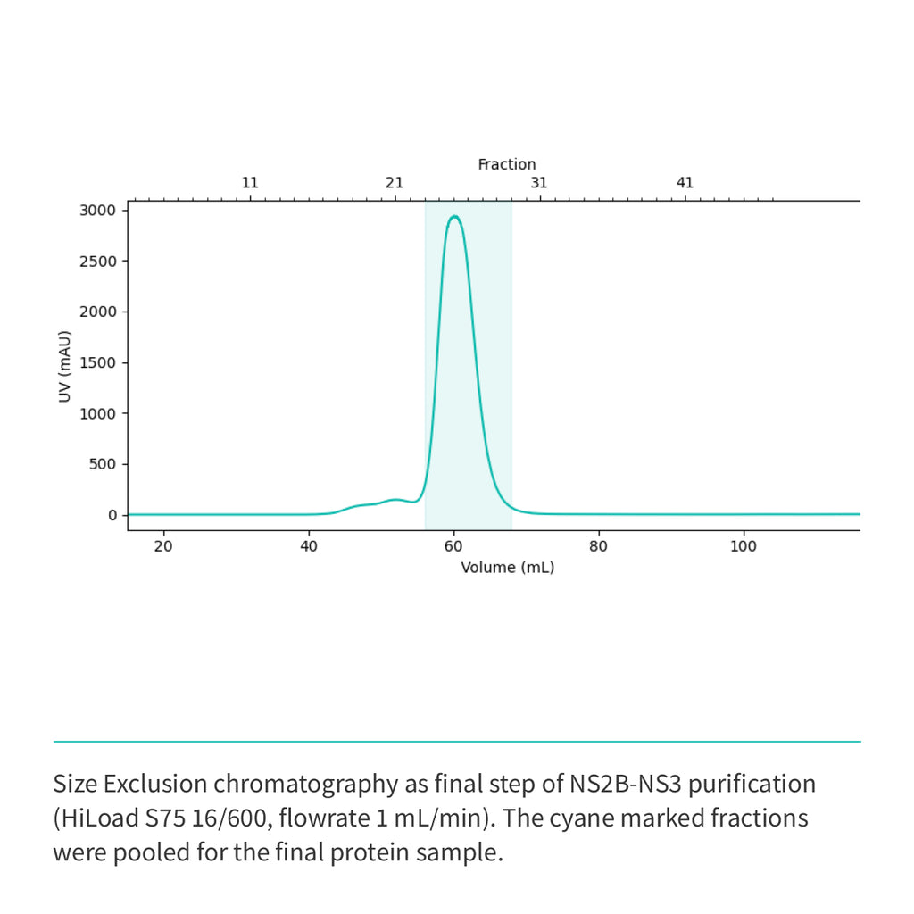 Recombinant <b>NS2B-NS3</b> (A1394-L1440)GGGGSGGGG(A1476-K1660), NS3 Protease domain S7 & NS2B Cofactor