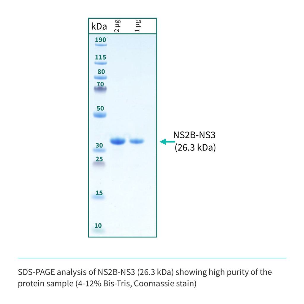 Recombinant <b>NS2B-NS3</b> (A1394-L1440)GGGGSGGGG(A1476-K1660), NS3 Protease domain S7 & NS2B Cofactor