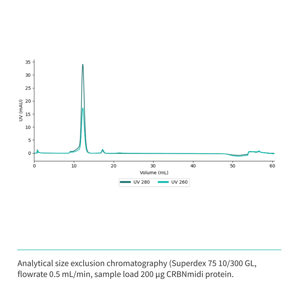 Recombinant <b>CRBNmidi</b> (S_A41-E187_GSG_D249-I426), Cereblon, E3 Ligase