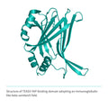 Recombinant <b>TEAD3</b> (R218-D435) YAP-binding domain, Transcriptional Enhanced Associate Domain 3, Transcriptional enhancer factor TEF-5