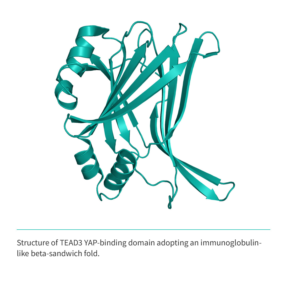 Recombinant <b>TEAD3</b> (R218-D435) YAP-binding domain, Transcriptional Enhanced Associate Domain 3, Transcriptional enhancer factor TEF-5