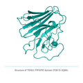 SOON AVAILABLE: <br> Recombinant <b>TRIM21</b>(V287-L465), PRYSPRY domain, Tripartite motif-containing 21 protein, E3 Ligase