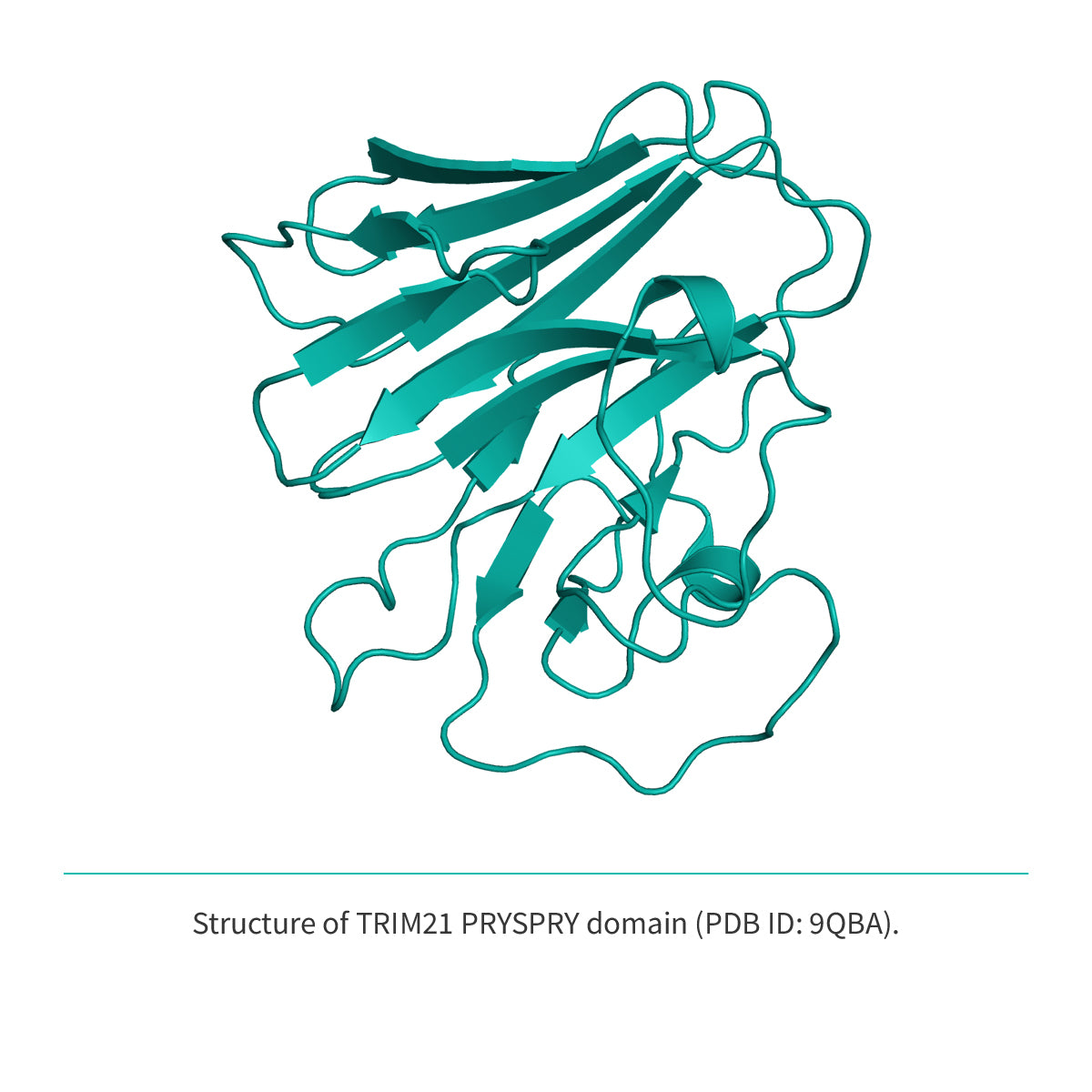 SOON AVAILABLE: <br> Recombinant <b>TRIM21</b>(V287-L465), PRYSPRY domain, Tripartite motif-containing 21 protein, E3 Ligase