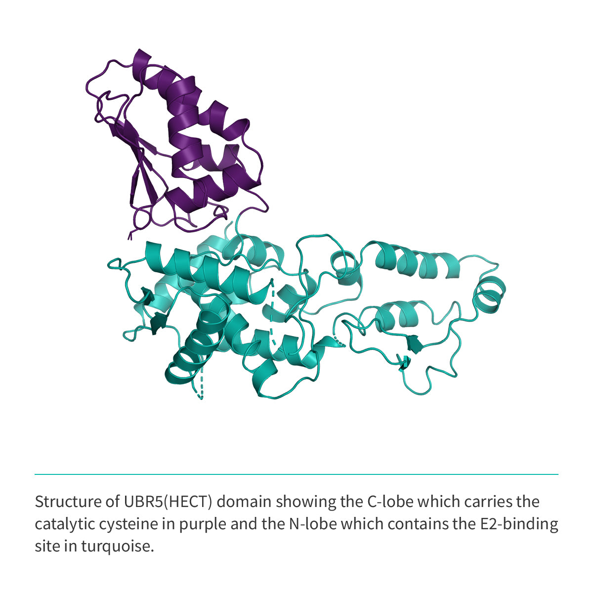 Recombinant <b>UBR5</b> (G2216-V2799)GSGSGS(ΔE2307-D2499), HECT Domain, Ubiquitin Protein E3 Ligase Component N-Recognin 5