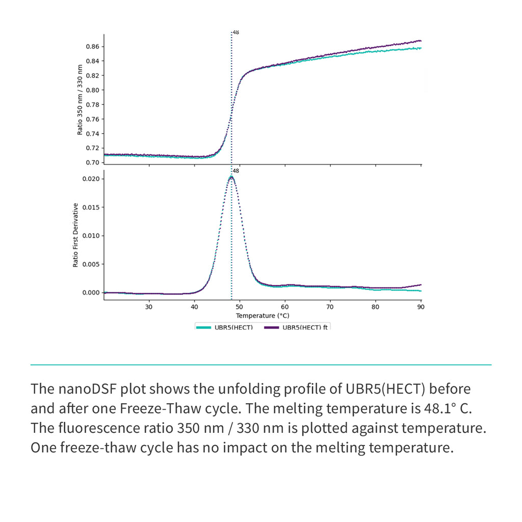Recombinant <b>UBR5</b> (G2216-V2799)GSGSGS(ΔE2307-D2499), HECT Domain, Ubiquitin Protein E3 Ligase Component N-Recognin 5