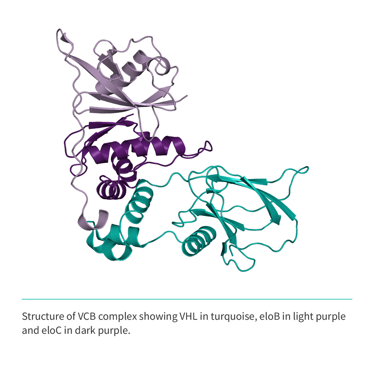 Recombinant <b>VCB</b> Trimeric complex: VHL(M54-D213):EloC(M17-C112):EloB(M17-C112)