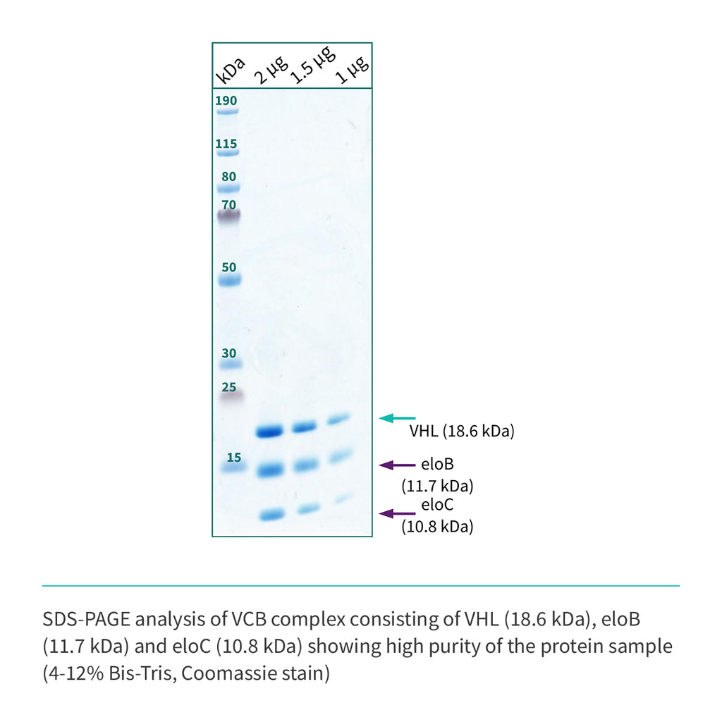 Recombinant <b>VCB</b> Trimeric complex: VHL(M54-D213):EloC(M17-C112):EloB(M17-C112)