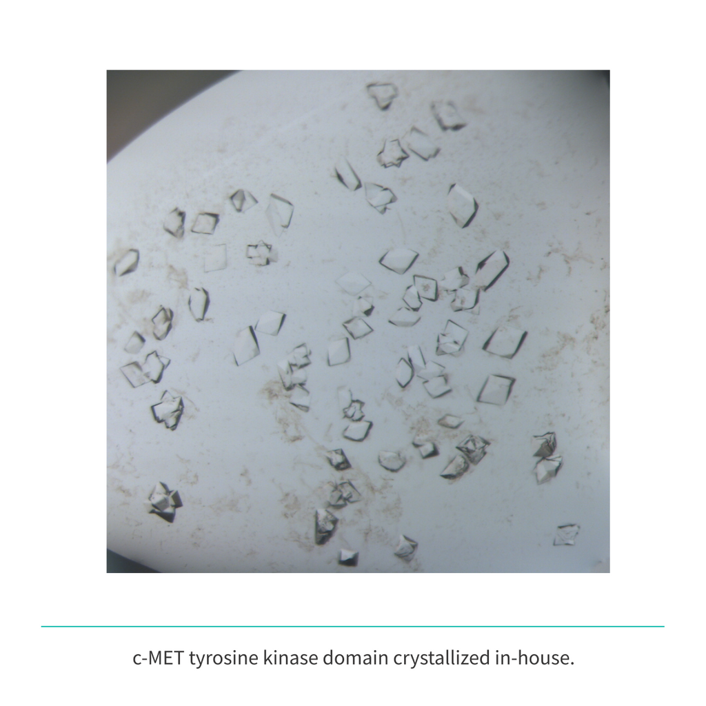 Recombinant <b>c-MET</b> (N1049-G1346), receptor tyrosine kinase domain, cellular-mesenchymal epithelial transition factor