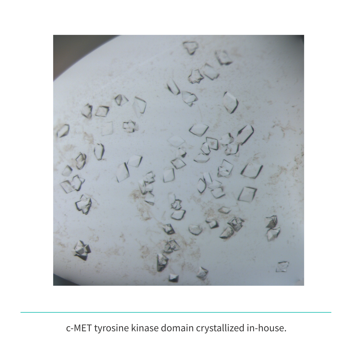 Recombinant <b>c-MET</b> (N1049-G1346), receptor tyrosine kinase domain, cellular-mesenchymal epithelial transition factor