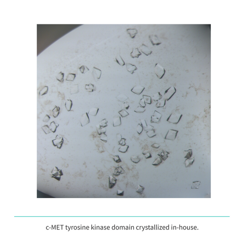 Recombinant <b>c-MET</b> (N1049-G1346), receptor tyrosine kinase domain, cellular-mesenchymal epithelial transition factor