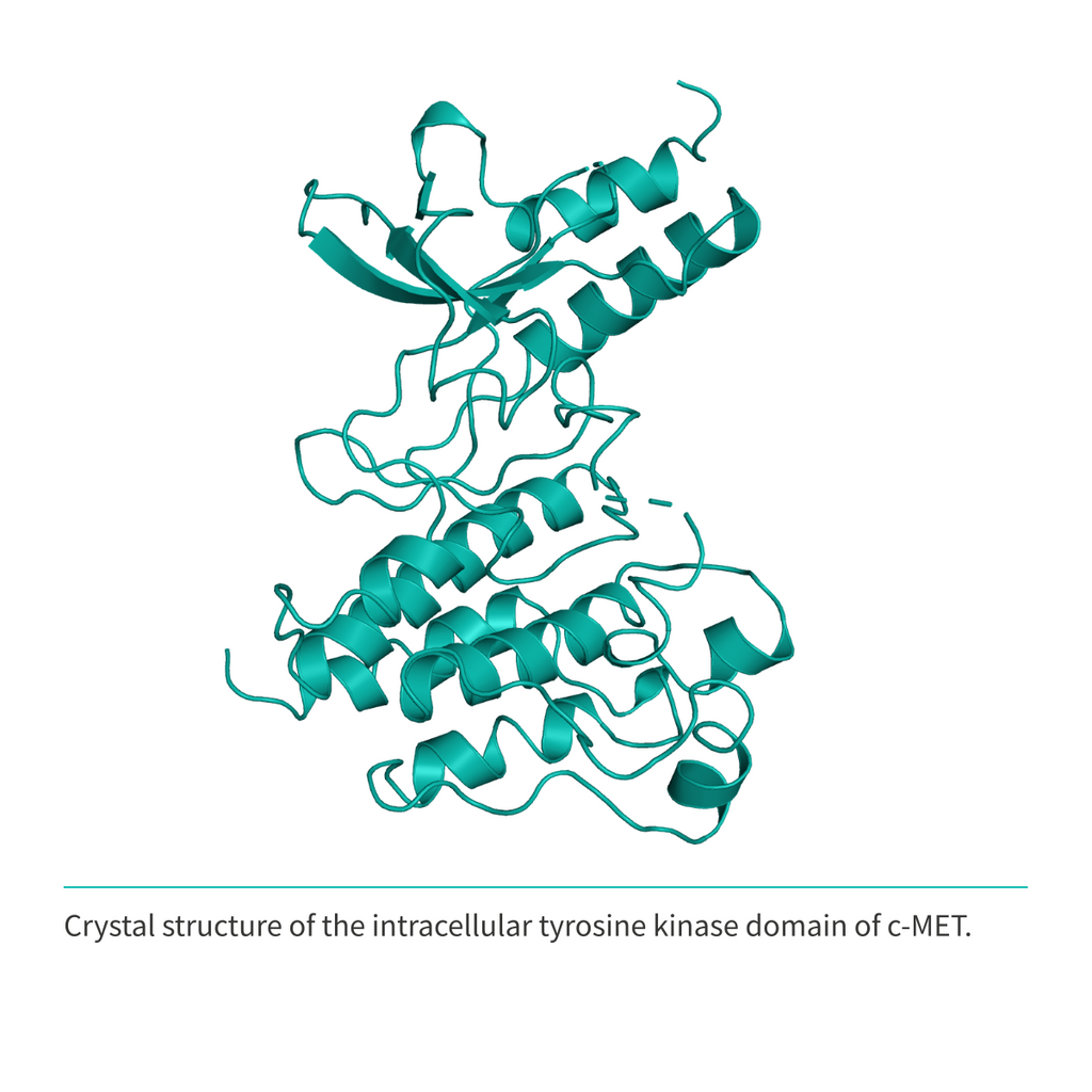 Recombinant <b>c-MET</b> (N1049-G1346), receptor tyrosine kinase domain, cellular-mesenchymal epithelial transition factor