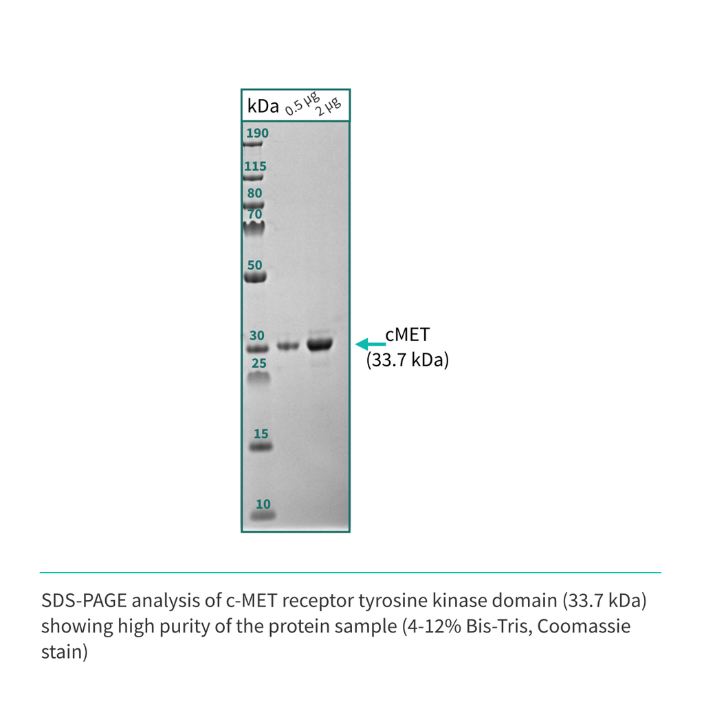 Recombinant <b>c-MET</b> (N1049-G1346), receptor tyrosine kinase domain, cellular-mesenchymal epithelial transition factor