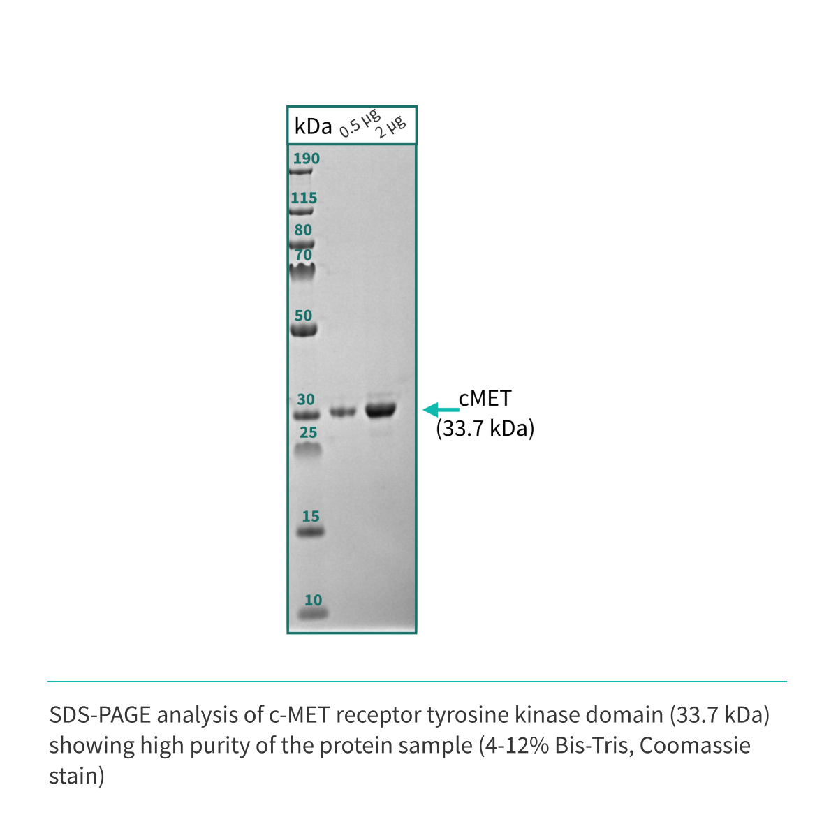 Recombinant <b>c-MET</b> (N1049-G1346), receptor tyrosine kinase domain, cellular-mesenchymal epithelial transition factor
