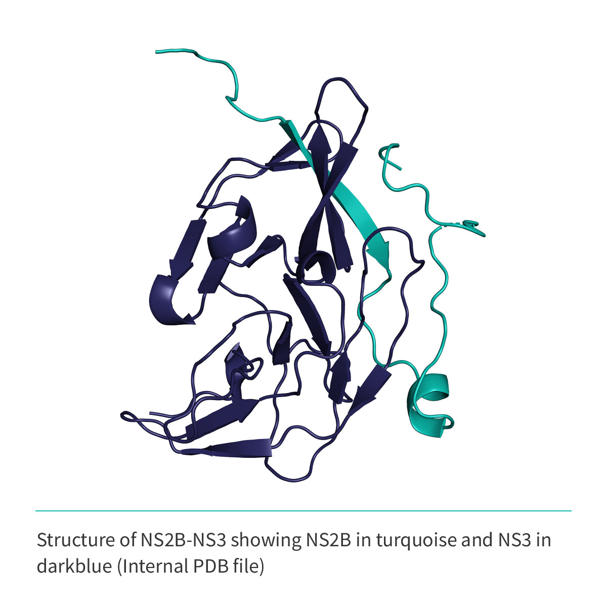 NS2b(cyt domain)-NS3(Protease domain S7) (A1394-L1440/GGGGSGGGG/A1476-K1660)