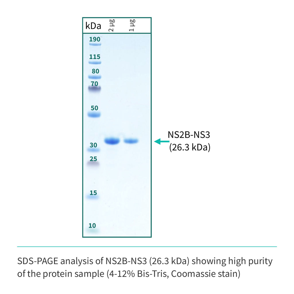 NS2b(cyt domain)-NS3(Protease domain S7) (A1394-L1440/GGGGSGGGG/A1476-K1660)