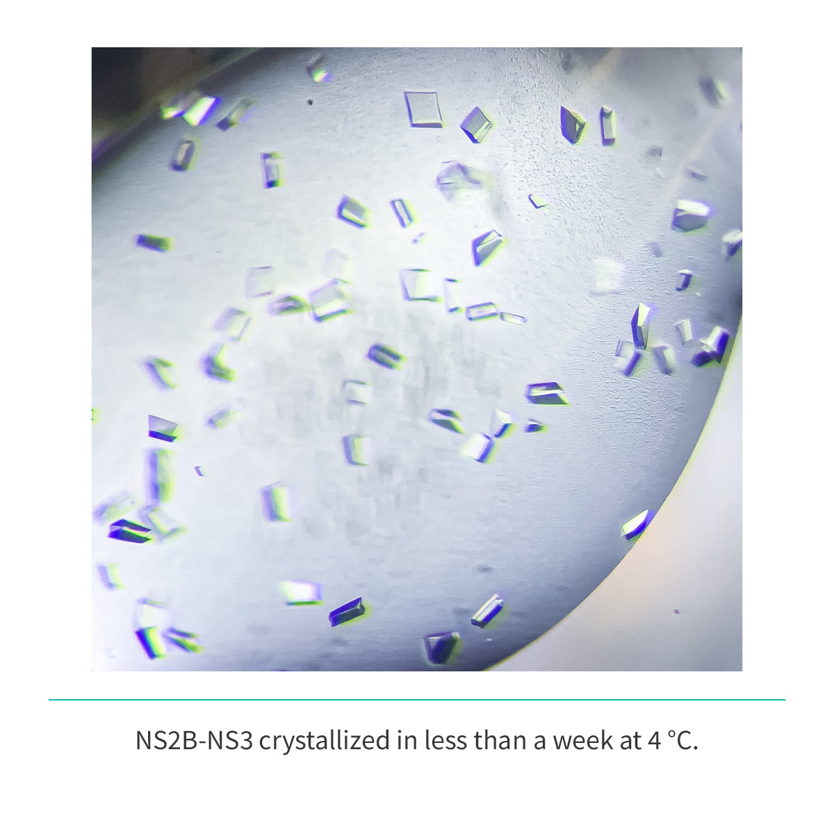 NS2b(cyt domain)-NS3(Protease domain S7) (A1394-L1440/GGGGSGGGG/A1476-K1660)