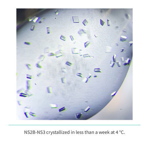 NS2b(cyt domain)-NS3(Protease domain S7) (A1394-L1440/GGGGSGGGG/A1476-K1660)