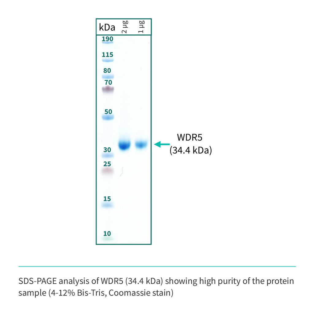 Recombinant <b>WDR5</b>(S22-C334), WD40 repeat-containing protein 5