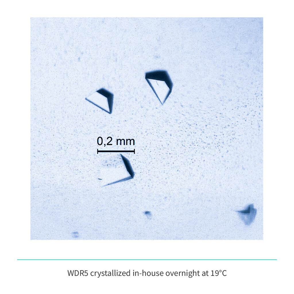 Recombinant <b>WDR5</b>(S22-C334), WD40 repeat-containing protein 5