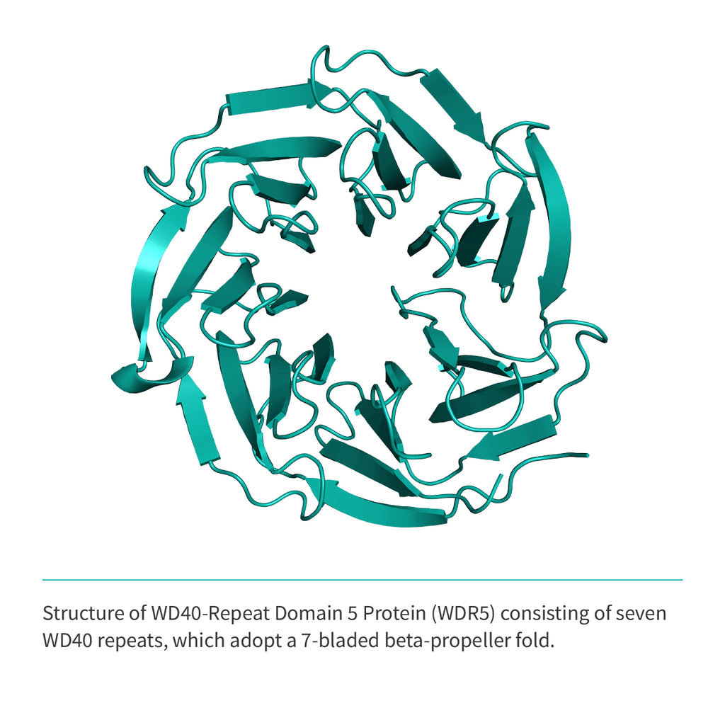 Recombinant <b>WDR5</b>(S22-C334), WD40 repeat-containing protein 5
